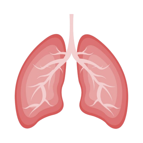 3D Lungs Model